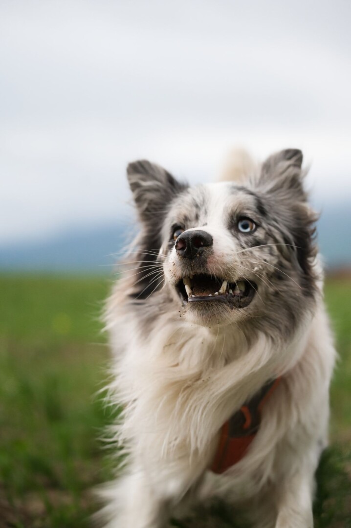 Dog portrait outdoors