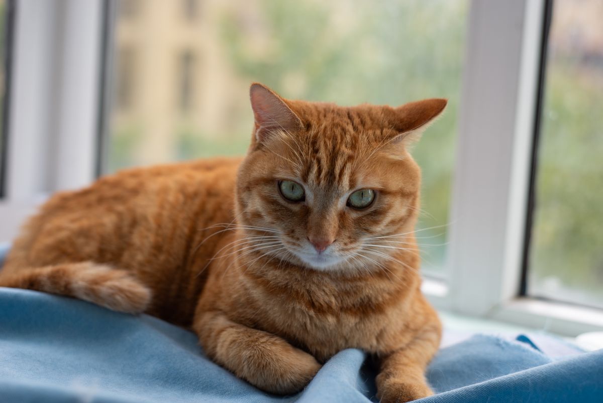 Cat looking out a window