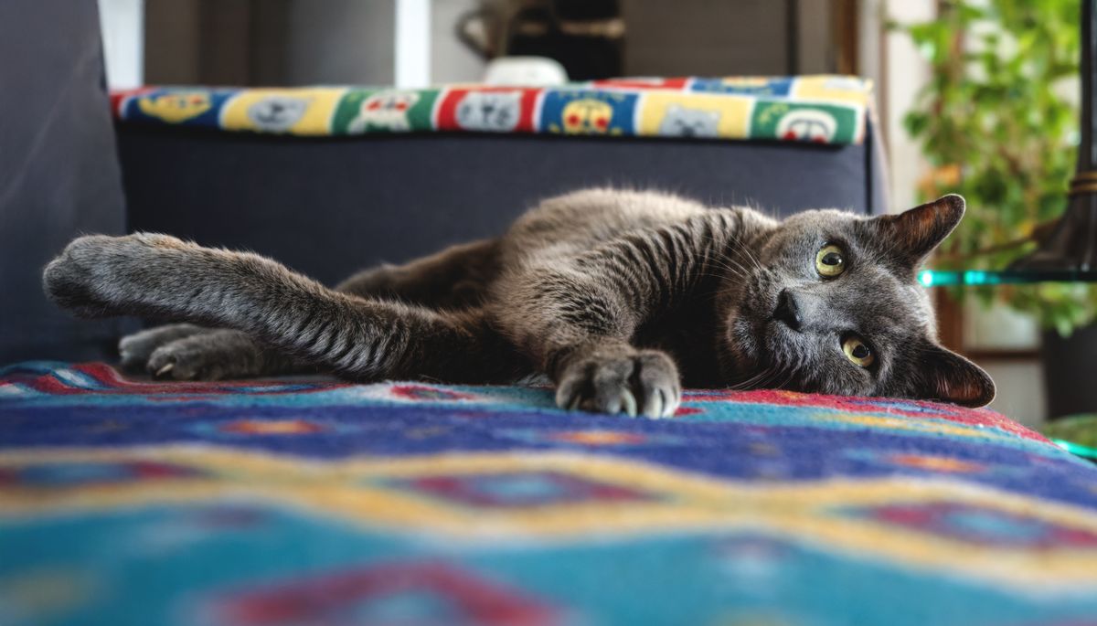 Cat resting